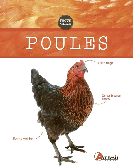 Poules